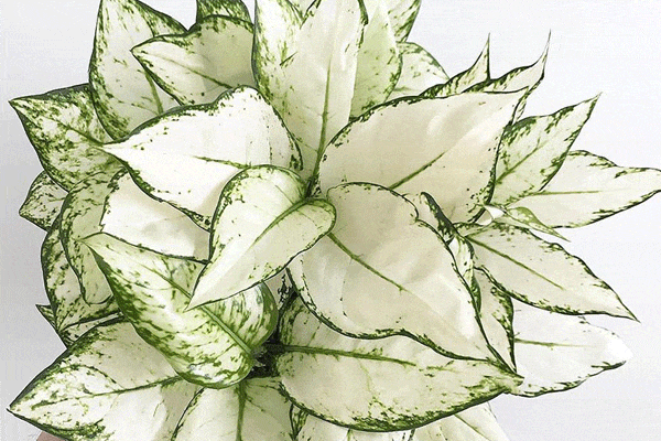 آگلونما سفید